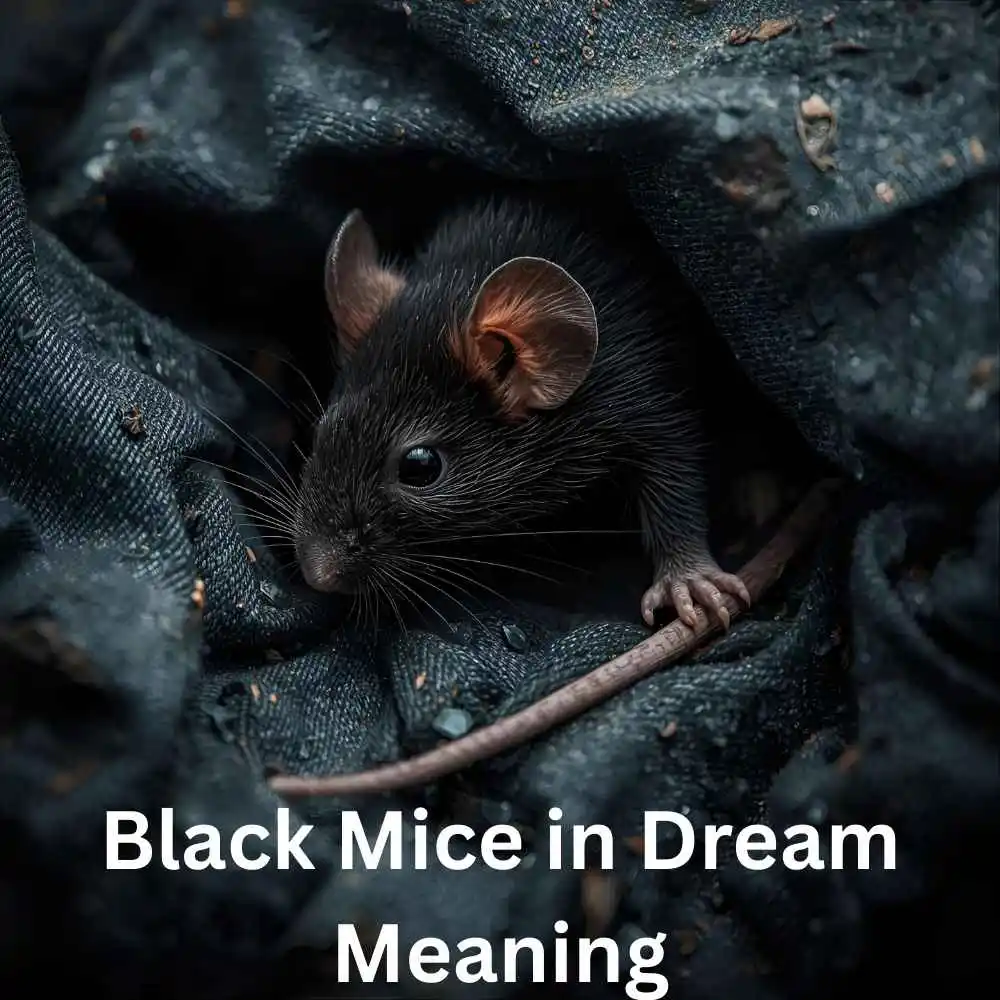 Black Mice in Dream Meaning