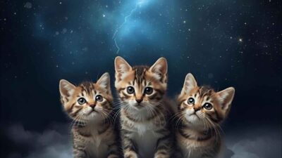 kittens dream meaning