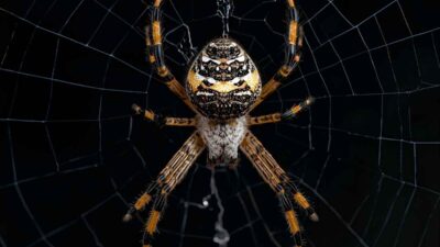 Spider Bite Dream Meaning
