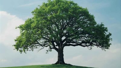Tree in a Dream